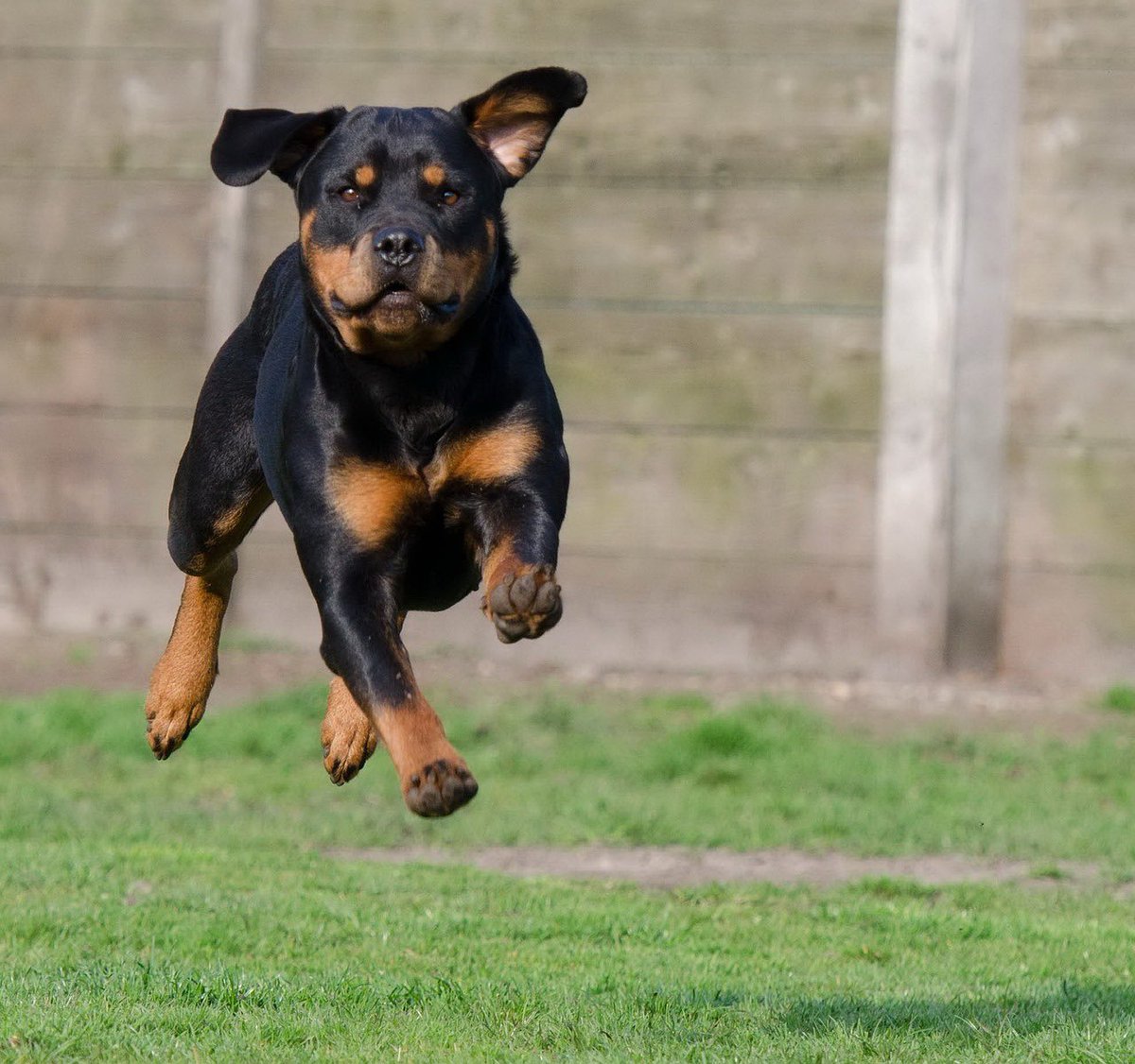 doglovers851's tweet photo. Watch in awe as my four-legged companion gracefully traverses the Earth, his paws hitting the ground with rhythmic precision, a symphony of speed and elegance. Each stride a testament to the untamed spirit of a canine in motion. #RunningBeauty #DogPower 🐾✨ https://t.co/V3k1GB0bjh