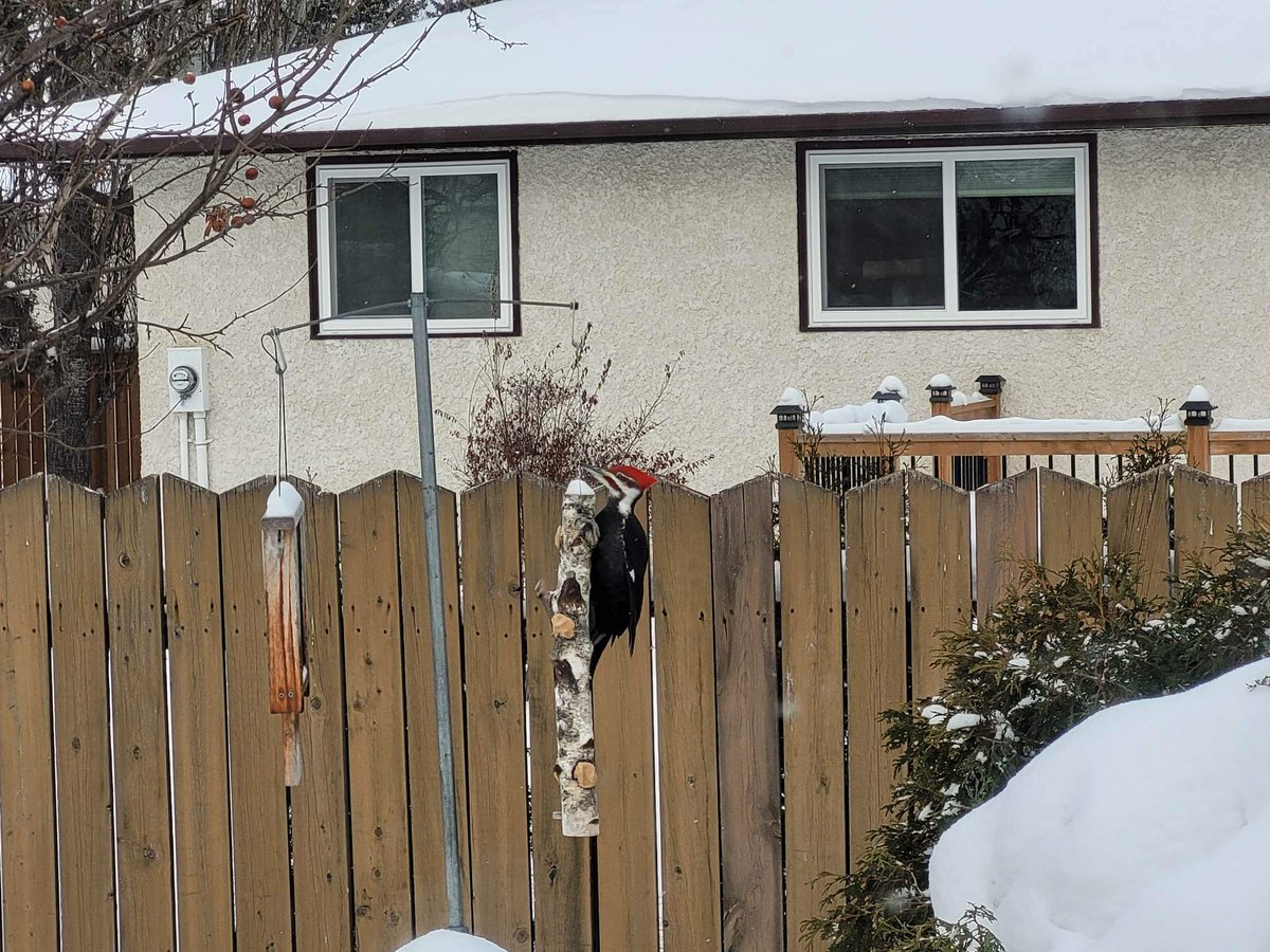 @CarlBovisNature A frequent visitor during the -30° to -40° spell in Winnipeg last winter.