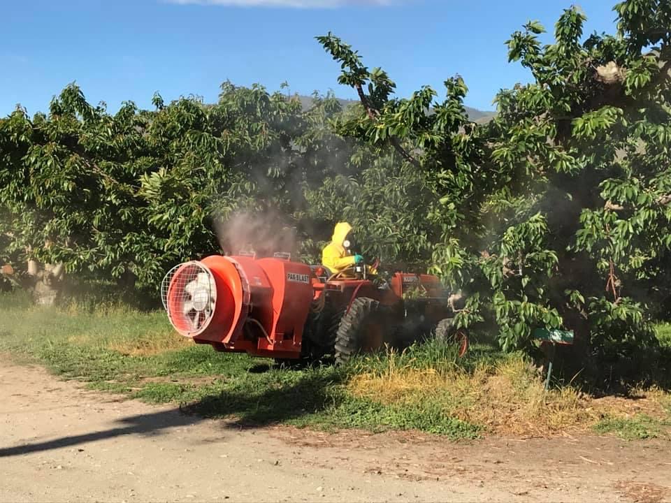 Modern apple orchard. In 2022 typical orchard sprayed w/15 insecticides + 6 fungicides. None of these compounds' interactions are studied, yet they're often applied as 'tank mix' to save time/money. Life as we know it is carried on bee wings not💸 #savebeesnotmoney #WorldBeeDay