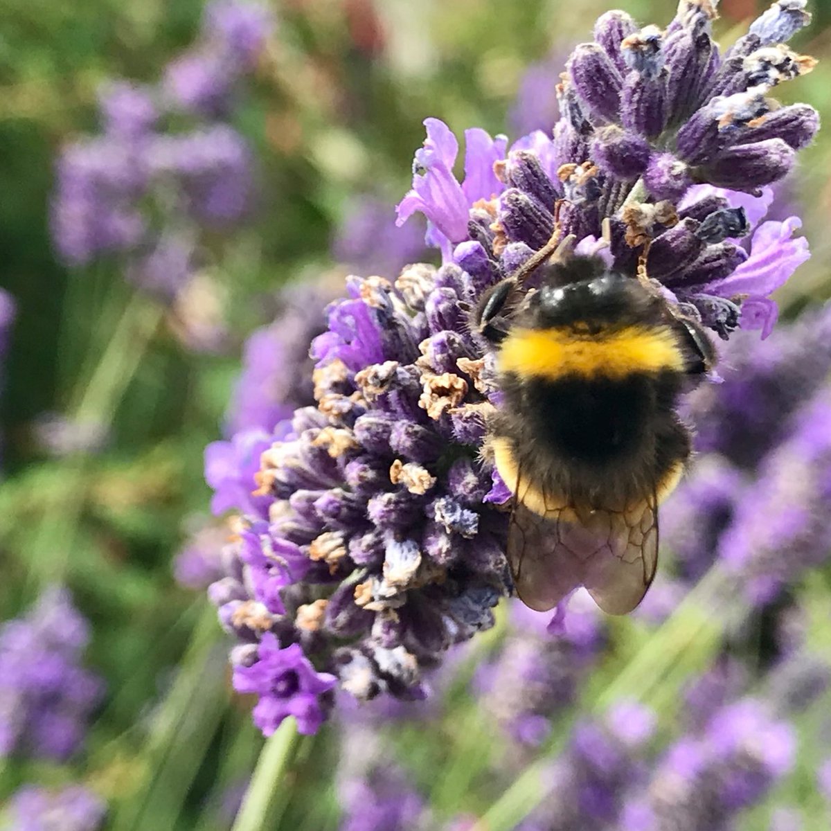 The Great British Garden Festival tweet media