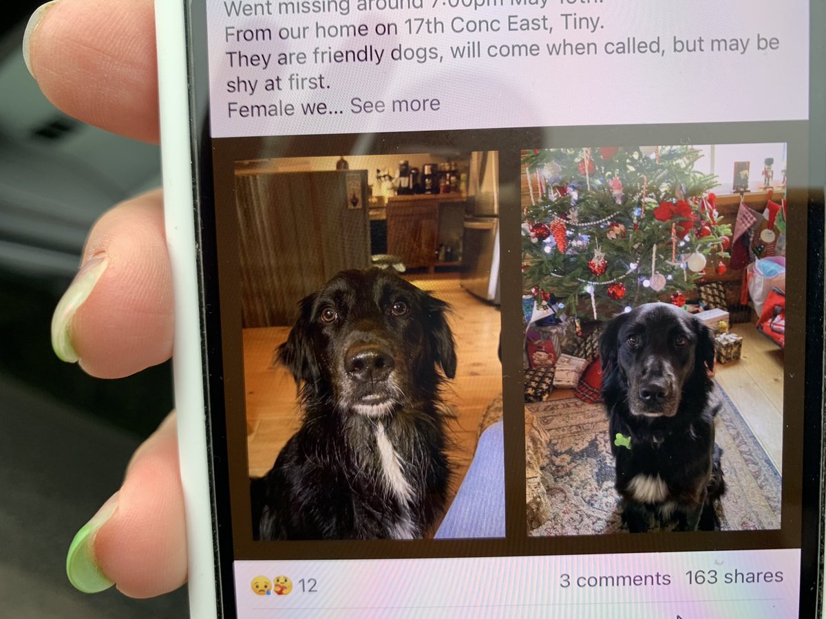 This is Diesel and Dixie and they are lost in the bush at #thunderbeach as of 10:30 this morning. We just spotted them on Chemin Du Loup. Have owners cell so hang on to them if you can and DM me.