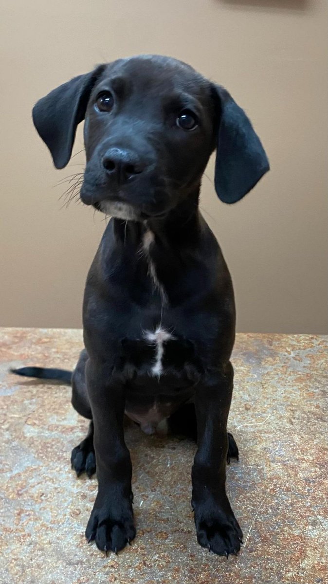 mollibo's tweet photo. @joncoopertweets My @cprdogs foster puppy, Lucky.🍀 https://t.co/1ZJz3Psj2i