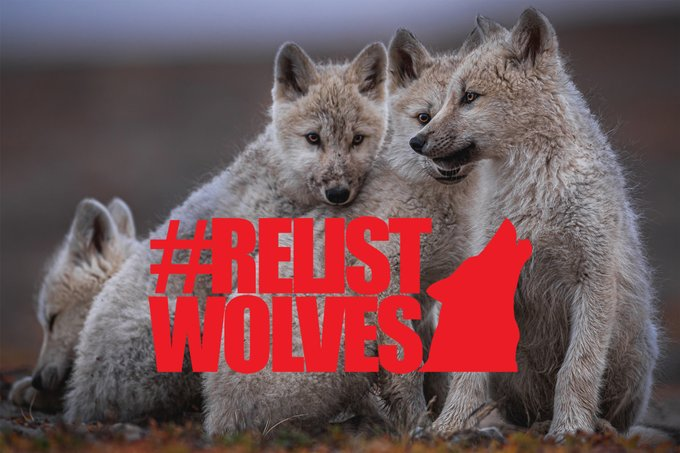 @SecDebHaaland @USPS @USFWS #RelistWolves All Wolves.