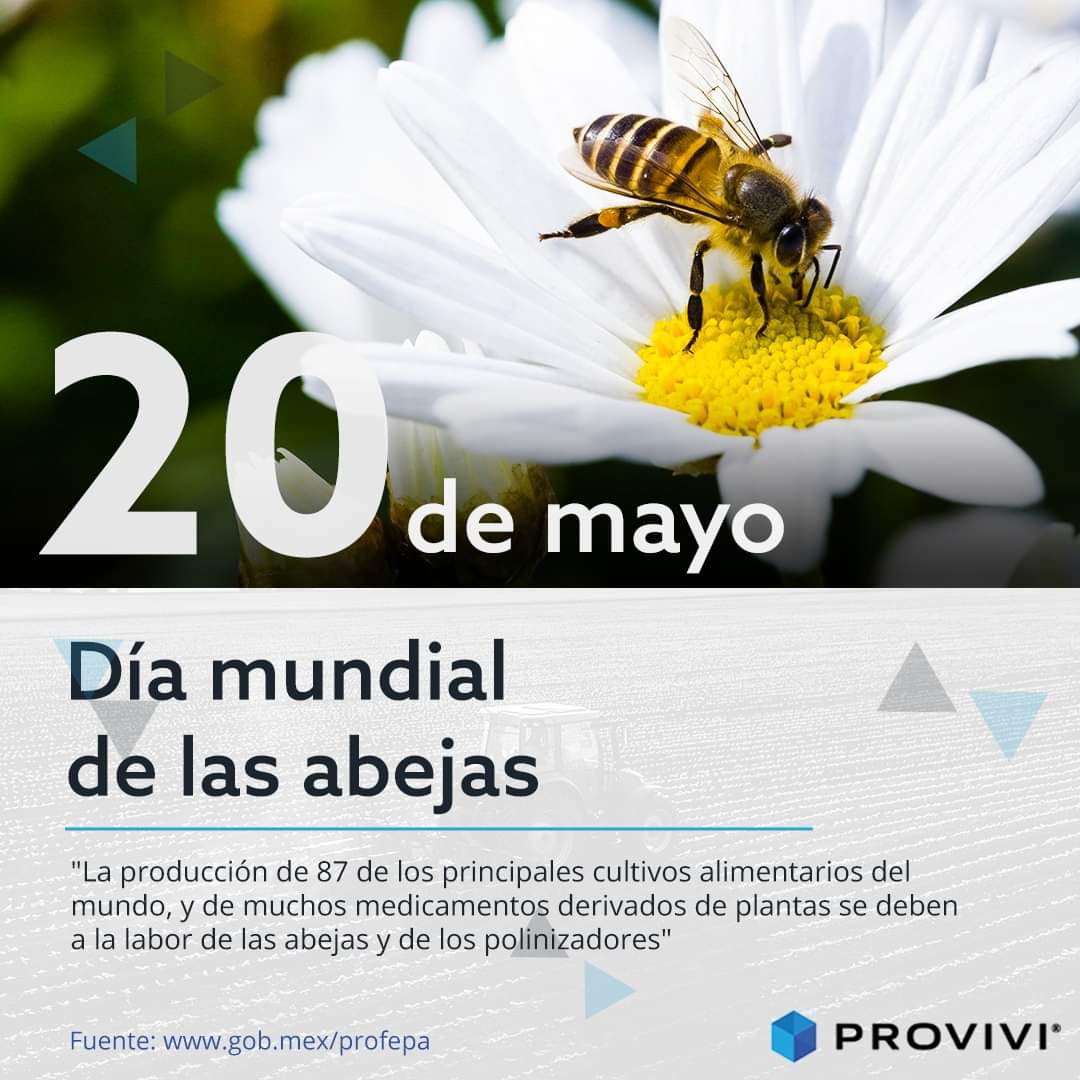 ProviviMx's tweet photo. Las abejas son polinizadores esenciales para la #agricultura y la seguridad alimentaria. Proteger a las #abejas y su hábitat es crucial para mantener un entorno saludable y garantizar la producción de alimentos a largo plazo. https://t.co/TKacer54of