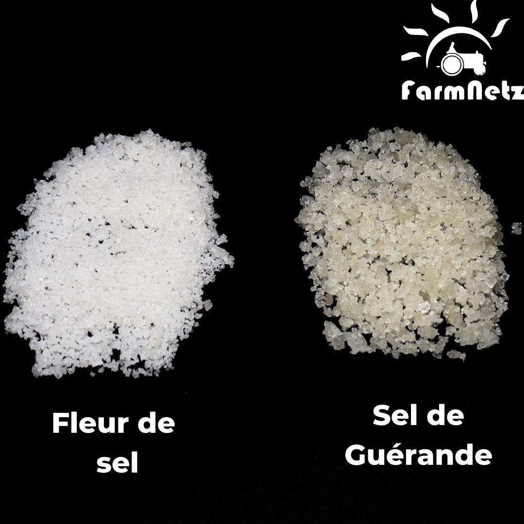 farmnetz's tweet photo. Sel de Guรฉrande vs Fleur de Sel! ๐ซ๐ท Curious about the differences between these two exquisite French salts? Swipe left to discover their unique origins, harvesting methods, tastes, and uses.
#SeldeGuerande #FleurdeSel #FrenchCuisine #SaltMatters #CulinarySecrets #FoodieTips https://t.co/Xnl3eKepqu