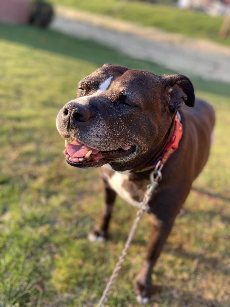 woomy_beeb's tweet photo. An update on Lola;
We are 6 weeks post op and she is healing faster than expected! A thank you to everyone who supported her via donation or just retweeting her GoFundMe! We couldn’t have gotten here without you ♥️ https://t.co/j9lEw3Mp1w
