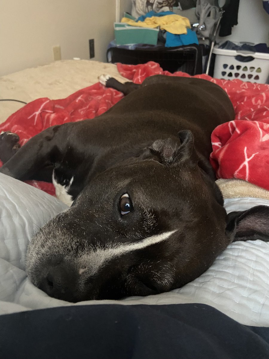 woomy_beeb's tweet photo. An update on Lola;
We are 6 weeks post op and she is healing faster than expected! A thank you to everyone who supported her via donation or just retweeting her GoFundMe! We couldn’t have gotten here without you ♥️ https://t.co/j9lEw3Mp1w