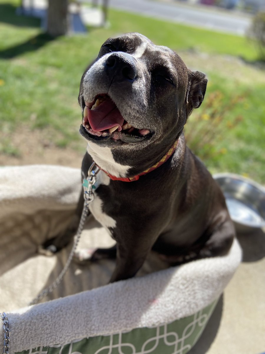 woomy_beeb's tweet photo. An update on Lola;
We are 6 weeks post op and she is healing faster than expected! A thank you to everyone who supported her via donation or just retweeting her GoFundMe! We couldn’t have gotten here without you ♥️ https://t.co/j9lEw3Mp1w
