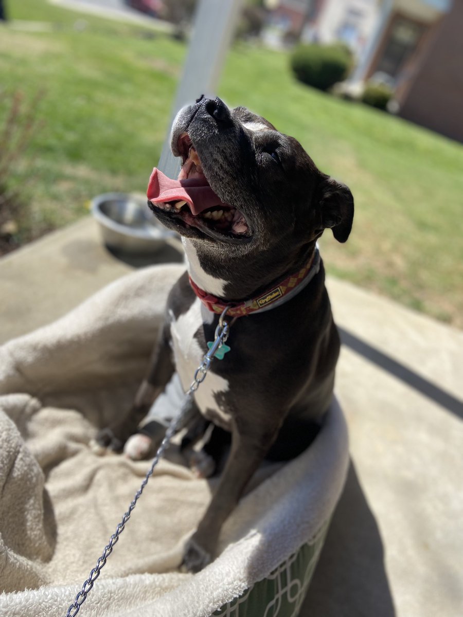 woomy_beeb's tweet photo. An update on Lola;
We are 6 weeks post op and she is healing faster than expected! A thank you to everyone who supported her via donation or just retweeting her GoFundMe! We couldn’t have gotten here without you ♥️ https://t.co/j9lEw3Mp1w