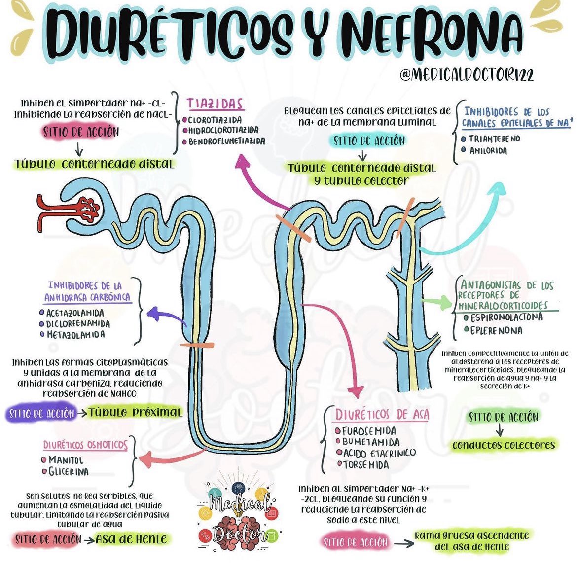 MedicalDoctor12's tweet photo. Diuréticos y nefrona https://t.co/3lbHJ7Hm7F