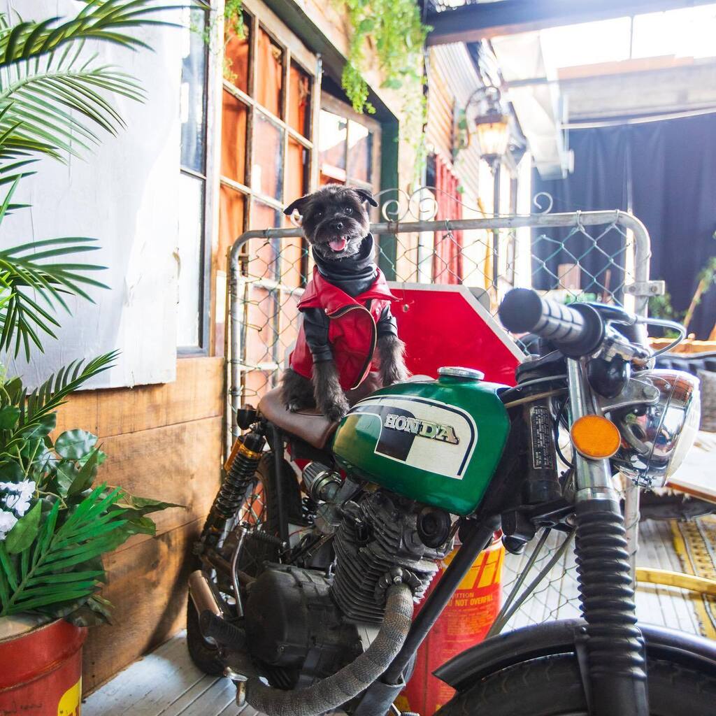 baconthedoggers's tweet photo. Riding back to bed this long weekend 🤣. But for reals we forgot it was a long weekend so are taking it pretty chill 
-
🧥: @eyeofdog 
🖤: we made the faux leather turtleneck 
-
#dogsofinstagram #dogsofcanada #dogfashion #dogsoftoronto #dogphotoshoot #b… https://t.co/7ugyna1RYY https://t.co/rAI1SUntIL
