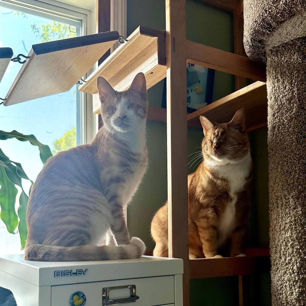Mirricat's tweet photo. Bunsen and Pipette team up when someone rings the doorbell.
.
.
.
.
.
.
.
.
.
.
.
.
#pipette #FIPawareness #FIPwarrior #FIPfighter #FIPsurvivor #cureFIP #FIPresearch #FIPcats #FIPwarriors #FIPhope #FIPsupport #blindcatsofinstagram #gingercatsofinstagra… https://t.co/EXpaNBBlND https://t.co/9DH93lPTVC