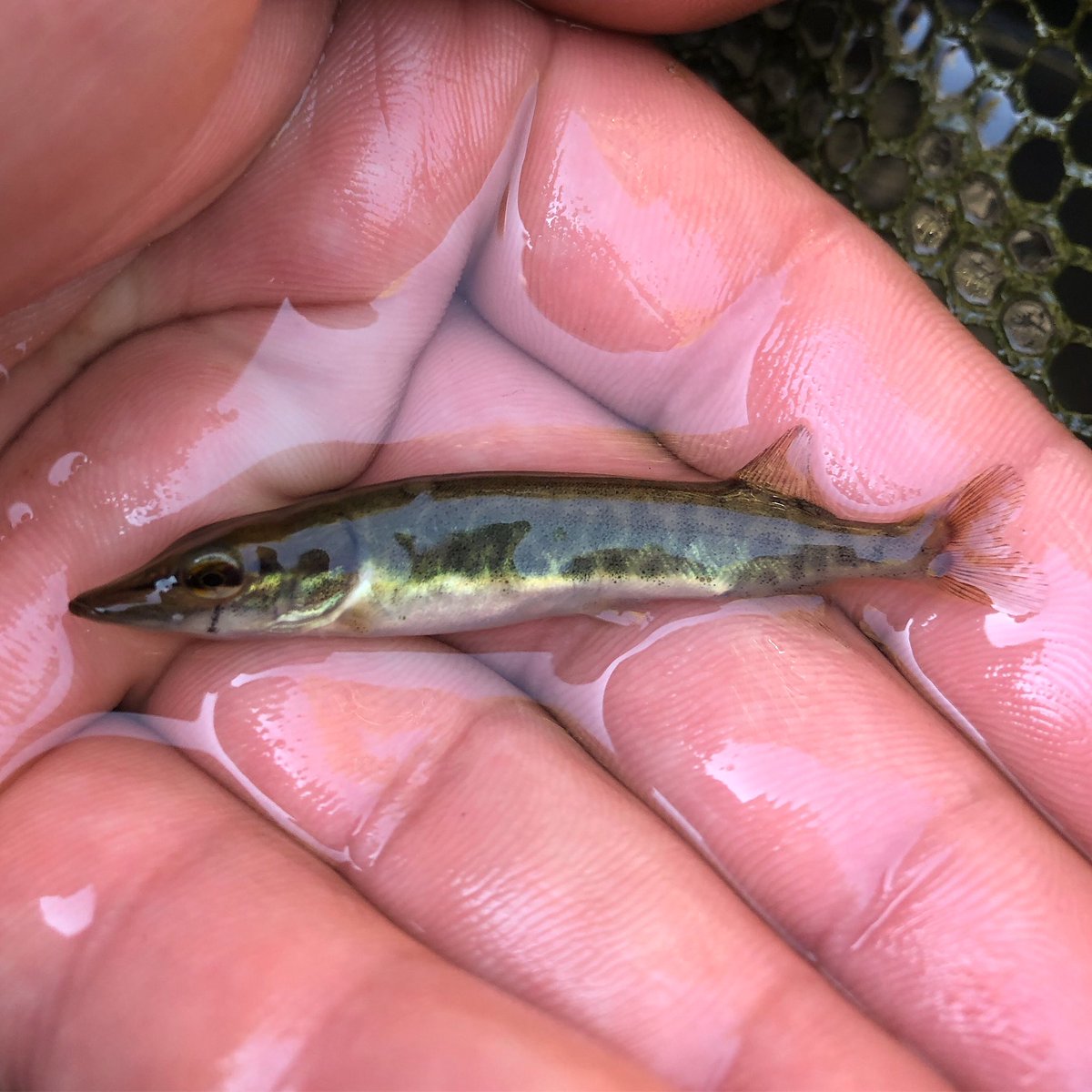 jesco_fishing's tweet photo. The next generation! I caught this pike by mistake with the landing net while carp fishing, when I wanted to land a target fish. So cute😍. He was allowed to swim again right away🐟.
▪️
#pike #hecht #snoek #predatorfish #raubfisch #gädda #pikefishing #catchandrelease #carpfishing https://t.co/TblffMZcC3