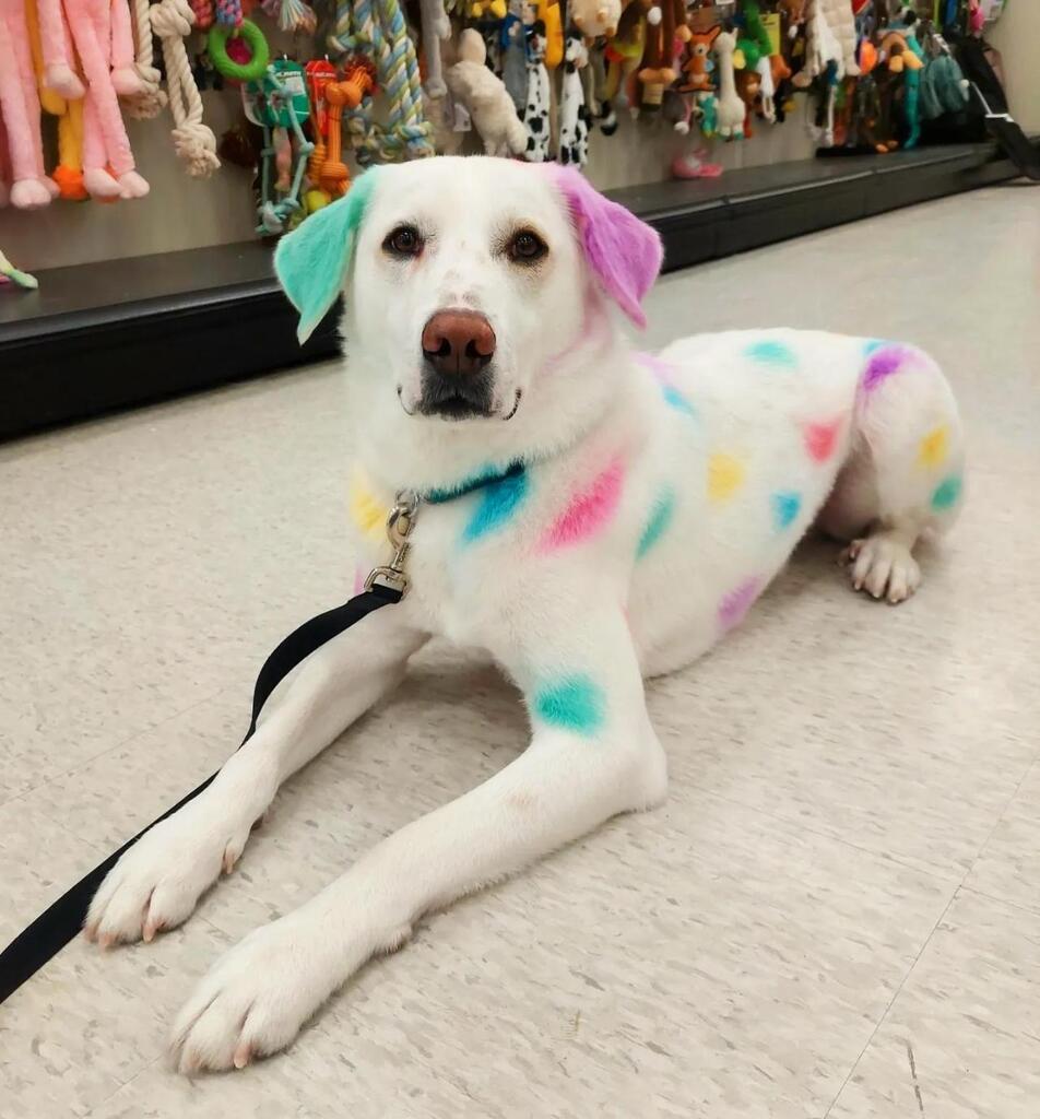 DogsGalaxy1's tweet photo. Cuties
#husky #huskytwitter #dog
#dogs #dogsoftwitter #dogsrule #lovedogs #chihuahua #doggy #pug #puglife #pugsoftwitter #puppy
#Funny #Happy #Top #Trending #Hot https://t.co/P7zZ2qAn9Z