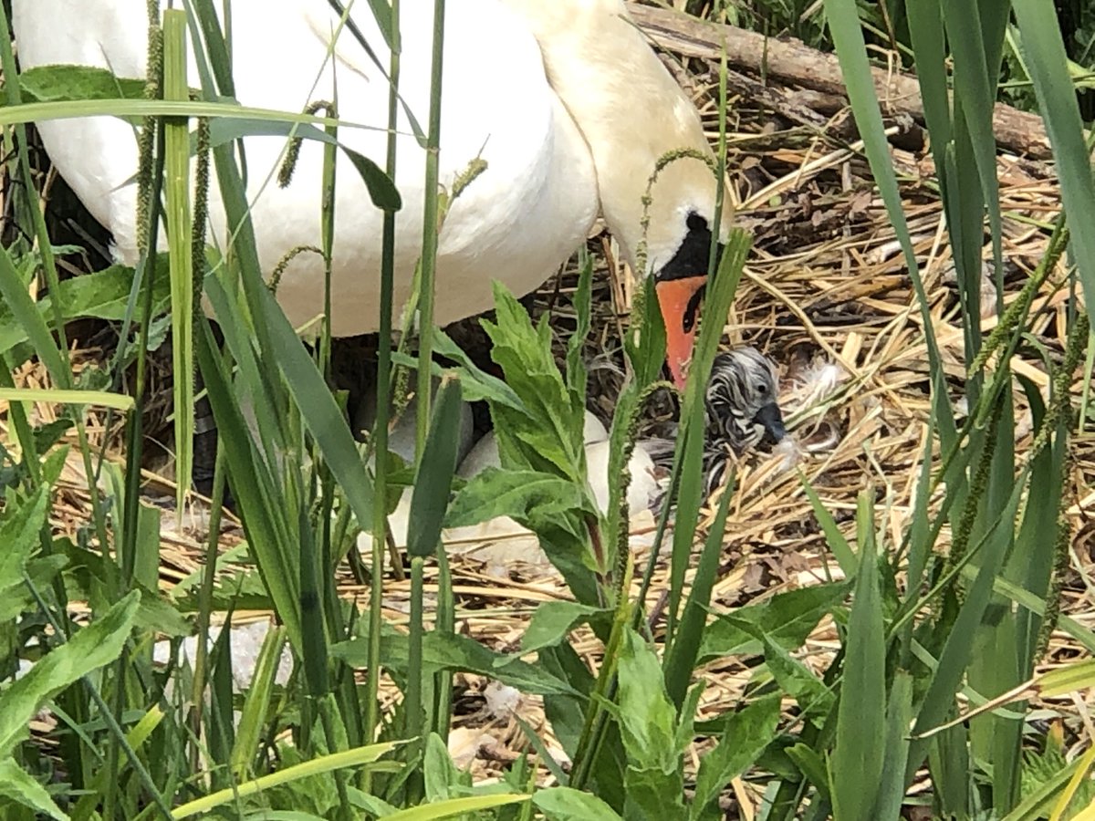 HeidiAndrewsWa's tweet photo. Just hatching https://t.co/I11iqPVR8H