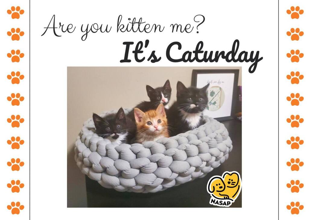 NasapCa's tweet photo. It’s Caturday! And Kitten Season is upon us 😻

We have a new litter of kittens who will be available for foster to adopt VERY soon 😉 meet (L-R) Pistachio, Cashew, Pecan and Walnut. The nutty litter 😝 

We also have 3 new older kittens - Jack Sparrow,… https://t.co/9zMBLtr69i https://t.co/As9J2PGssI