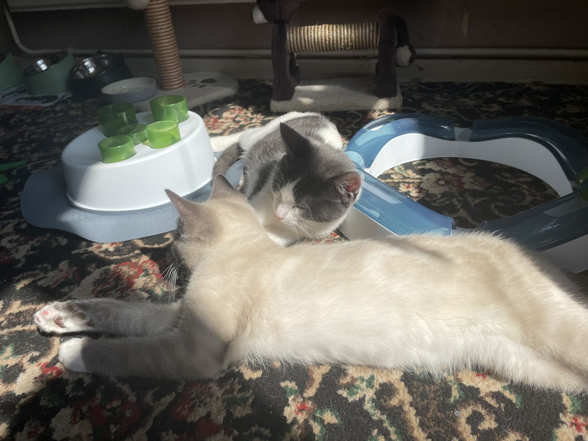 Spending some much needed time with my dear fur nephews. They both are growing up so fast. ❤️ having time with them and seeing them grow 🐱#kitten #kittens #kittenlove #kittenlovers #kittenplay #layinginthesunshine #kittenslave