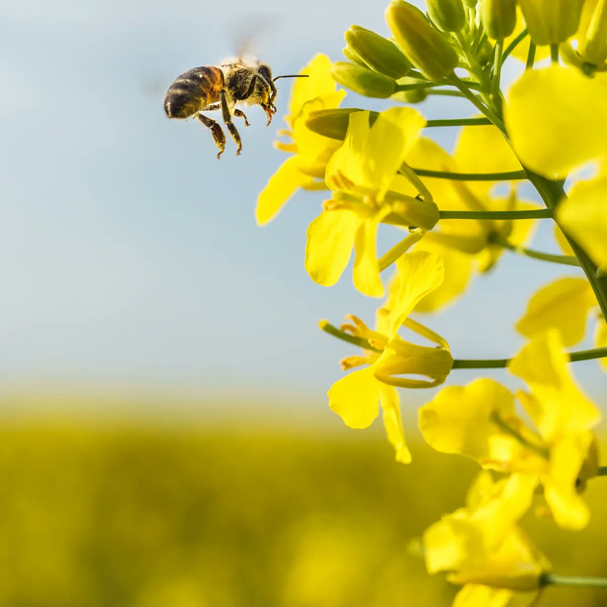 We're buzzing about #WorldBeeDay! See how land-grant university researchers and Extension specialists are working together to protect the #bees that pollinate our crops: bit.ly/MRF-bees 

#pollinators #NIFAimpacts #AgIsAmerica