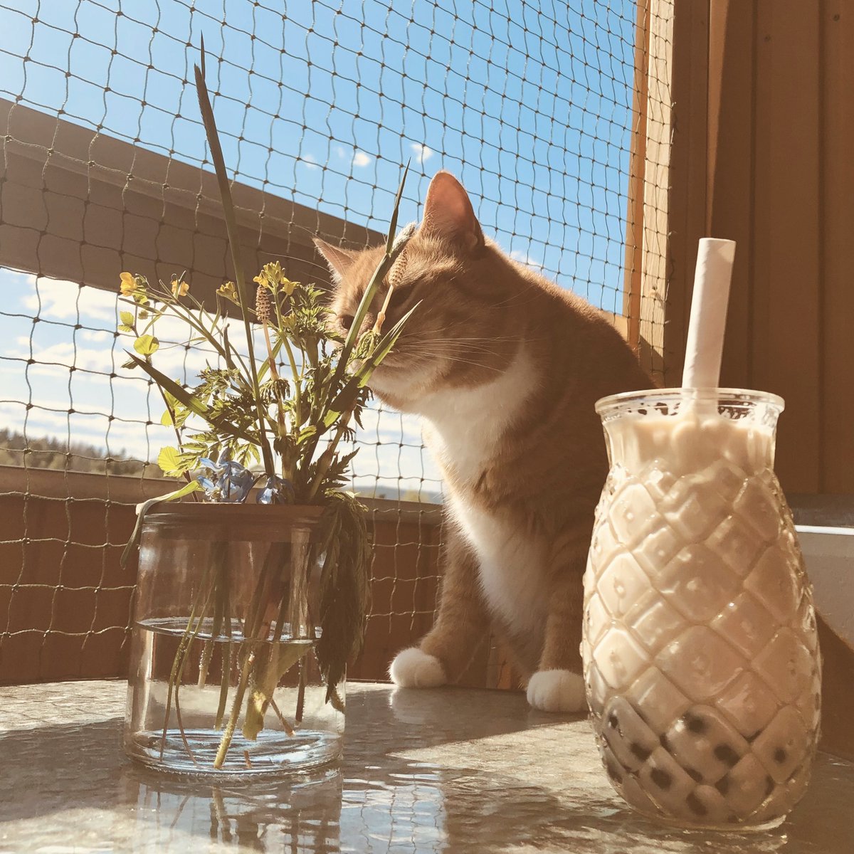 🌻 Hiro 🌻 tweet media