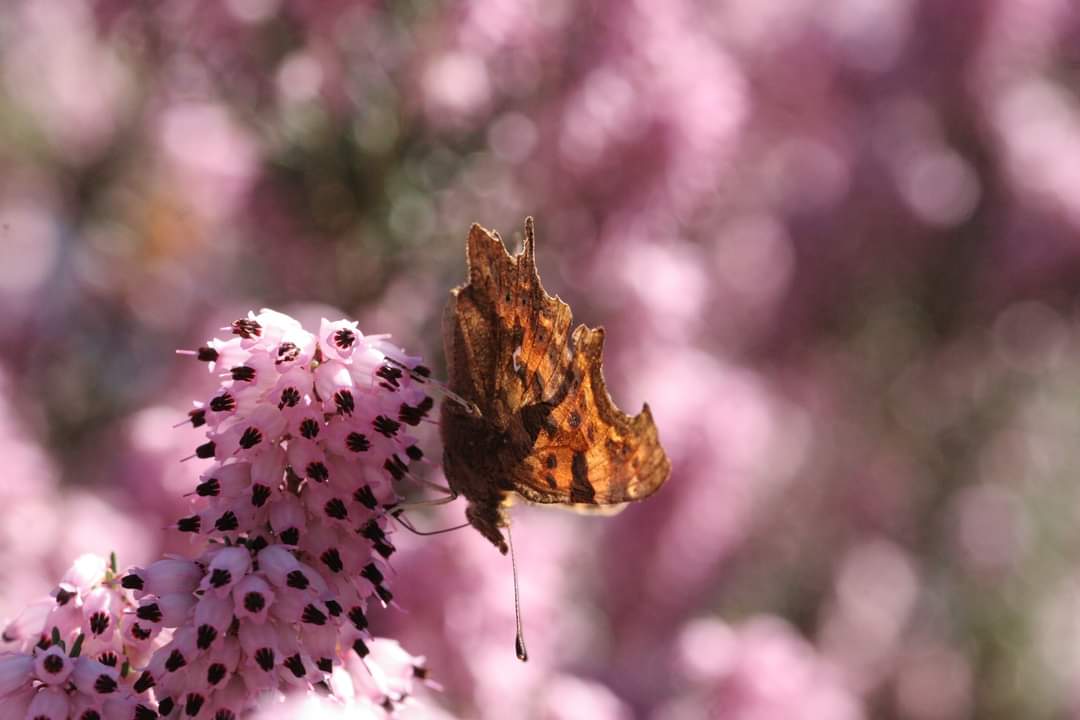 Comma butterfly