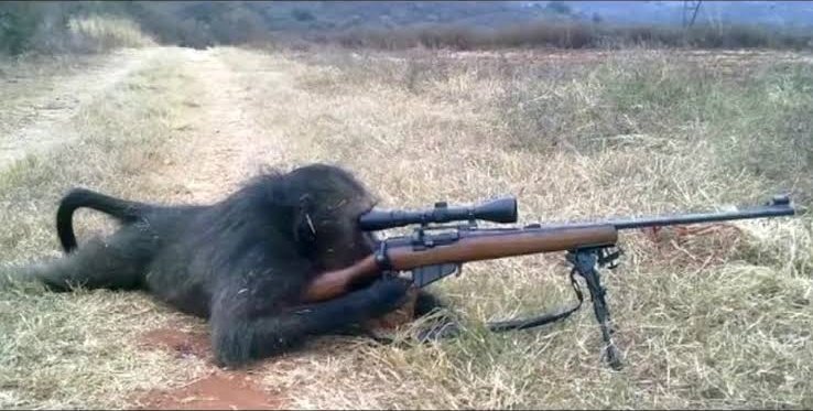 _fatosconhecido's tweet photo. Apesar das chances de você ser morto por um macaco sniper serem extremamente baixas, jamais serão nulas. https://t.co/DEF1guUmq8