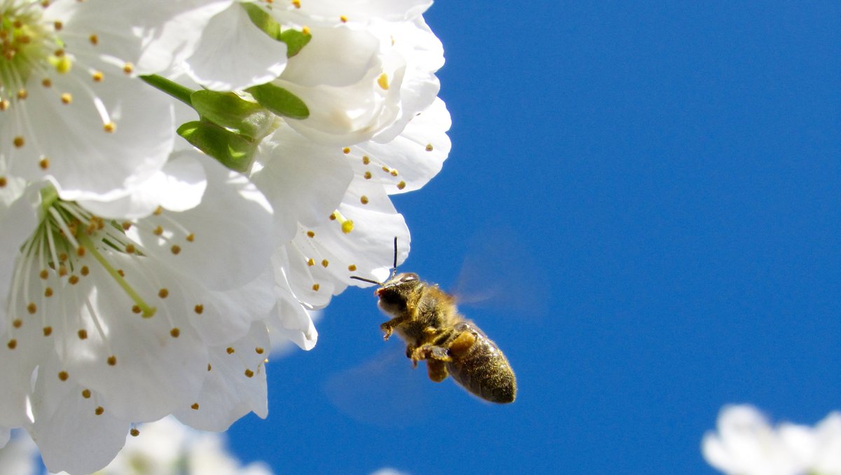 Today is #WorldBeeDay. Here's a sweet fact: pollinators like bees contribute to 35 percent of the world’s total crop production, pollinating 87 of 115 leading food crops worldwide.