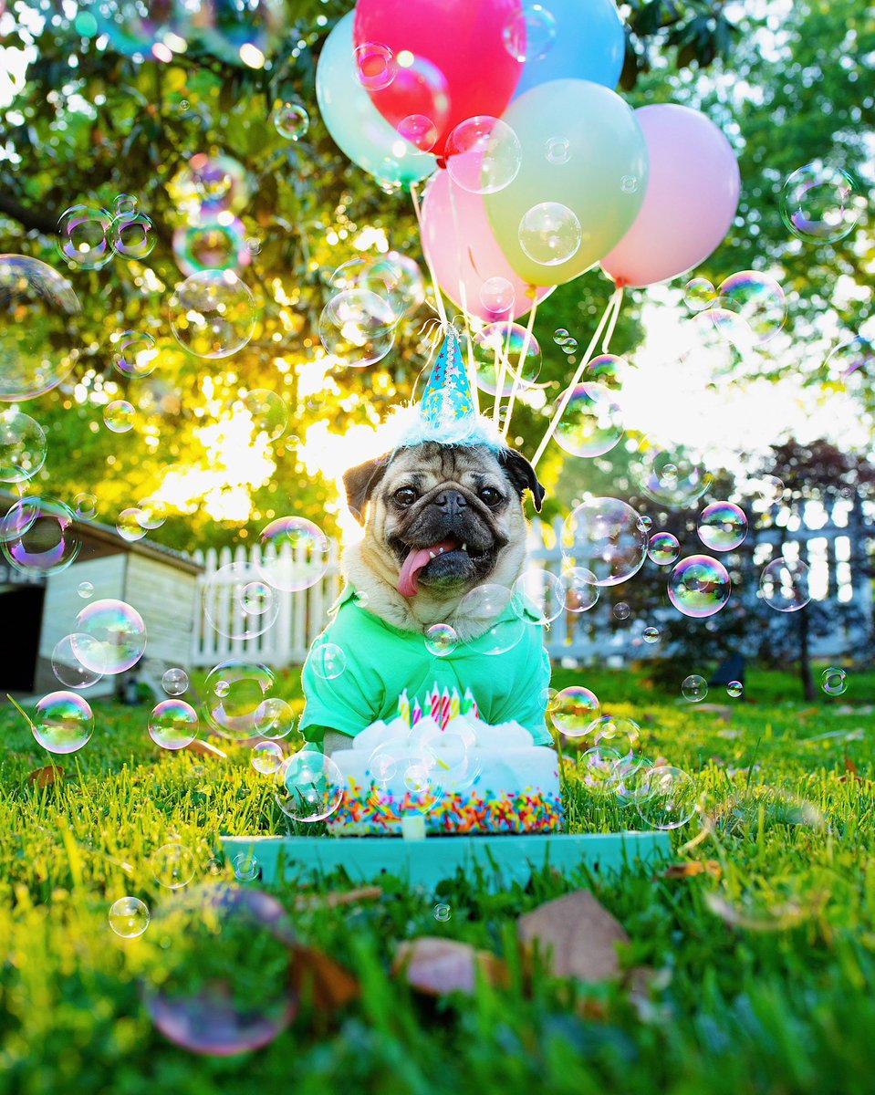 HAPPY BIRTHDAY TO OUR NATIONAL TREASURE, DOUG THE PUG 🎂🎉