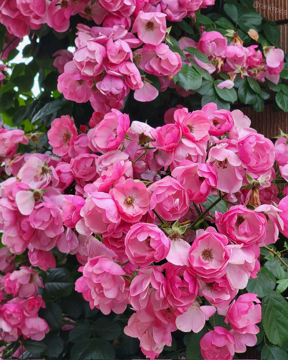 rankepics's tweet photo. 山下公園
バラは見頃を過ぎ始めているものの
代わって紫陽花が元気に咲いている
クレマチスとバラっていいよね https://t.co/9U6vh7RdQ8