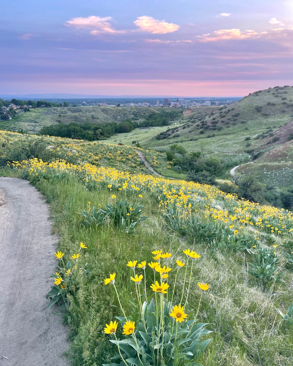 BoiseCVB's tweet photo. Wildflower season is the best. πΌ
#visitboise #boisefoothills #ridgetorivers #exploreboise #boiseidaho #wildflowers #getoutside #idahome #cityofboise #thisisboise #boisetrails https://t.co/oIN55m2xpE