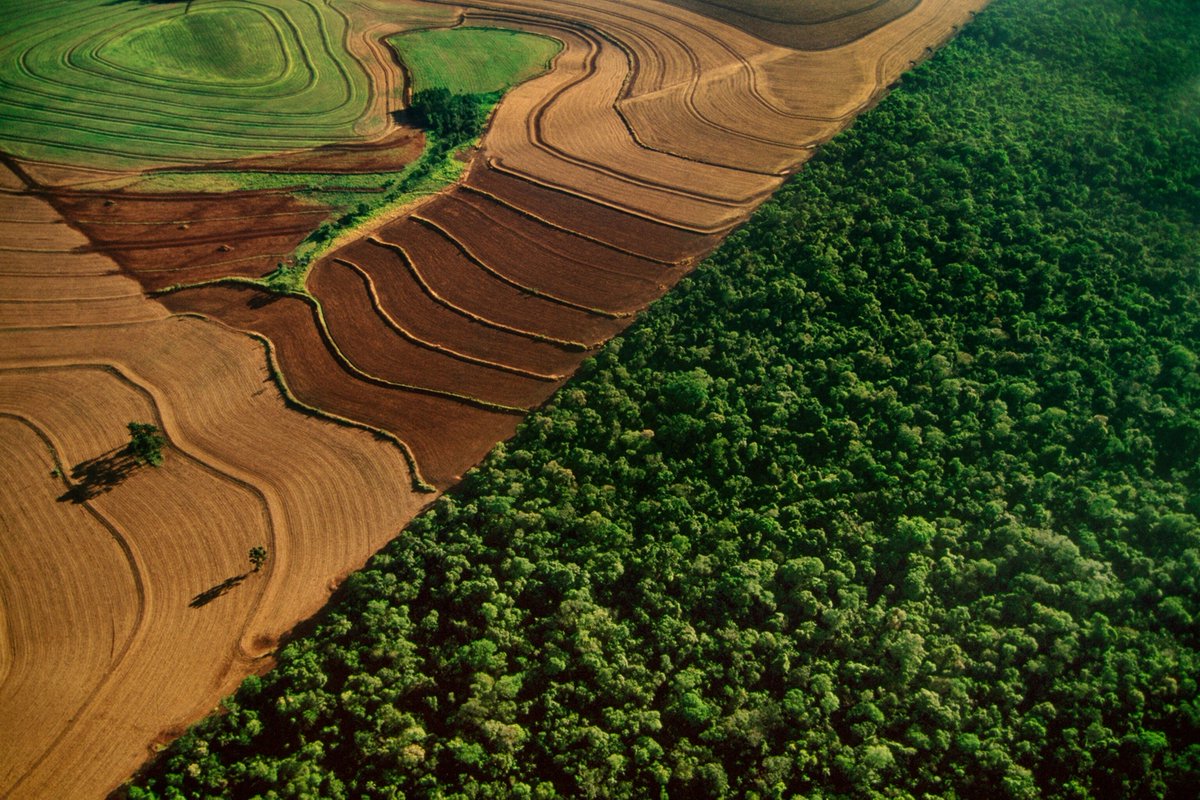 TomaszGeoPaleo's tweet photo. Według raportu 🏦Banku Światowego, koszt wycinki lasu w #Amazoni i jego stref przejściowych, jak sawanna #Cerrado czy mokradła #Pantanal, jest 7-krotnie wyższy od zysków ekonomicznych z pozyskania drewna i rolnictwa.
To strata dla 🇧🇷#Brazylii, rzędu 317 miliardów $ rocznie. https://t.co/ucBJCEDOTl