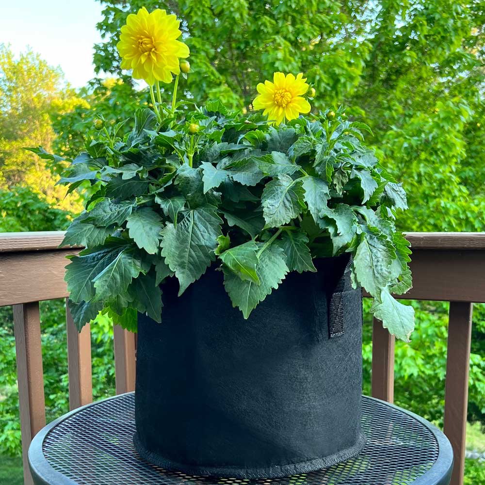 TheArmoireStore's tweet photo. Air pruning fabric cloth pots. Improves drainage, allows roots to breath. Get bigger yields.
https://t.co/m8kFhOE1lL
#homegrow #clothpot #fabricpot #airpruning #growyourown #gardening #indoorgarden #growpot #autoflowergrower https://t.co/dLzZwIOdi5