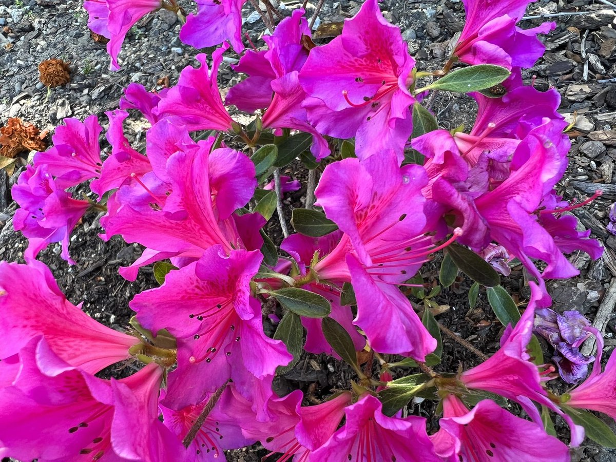 <a href="/JoyYorkAuthor/">Joy York</a> Thank you, fabulous Joy! 💜💙💚