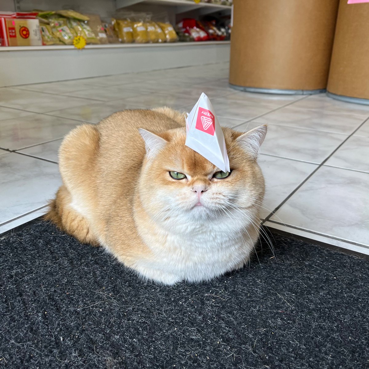 MayaPLim's tweet photo. I write for you a true story:
That cat in a hat sat on a mat.

Can’t quite define the conflict and tension yet, but it’s in there.

#Caturday #WritingCommunity https://t.co/BHGNKnGw0E