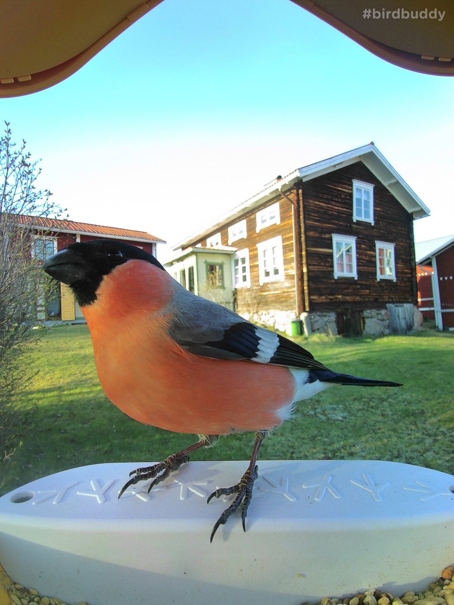 Meet the bullfinch! With its striking colors and robust beak, this avian gentleman adds a pop of vibrance to any scene. Fun fact: Bullfinches have a soft spot for fruit, and their diet often includes berries and seeds. 🐦🍇  #BirdFacts