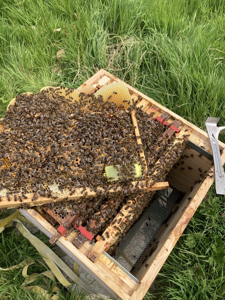 Requeening a grumpy hive <a href="/badercollege/">Bader College</a> with one of my calm, hygienic queens with students 🐝#NationalBeeDay #bee #BeeDay #environment #Sustainability #biodiversity #higereducation <a href="/QueensUGlobal/">Queen's University Global</a> <a href="/QueensUBio/">Queen's Biology</a>