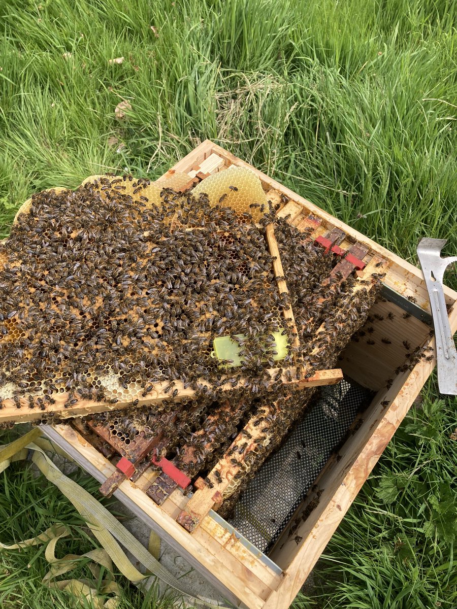 Requeening a grumpy hive @badercollege with one of my calm, hygienic queens with students 🐝#NationalBeeDay #bee #BeeDay #environment #Sustainability #biodiversity #higereducation @QueensUGlobal @QueensUBio