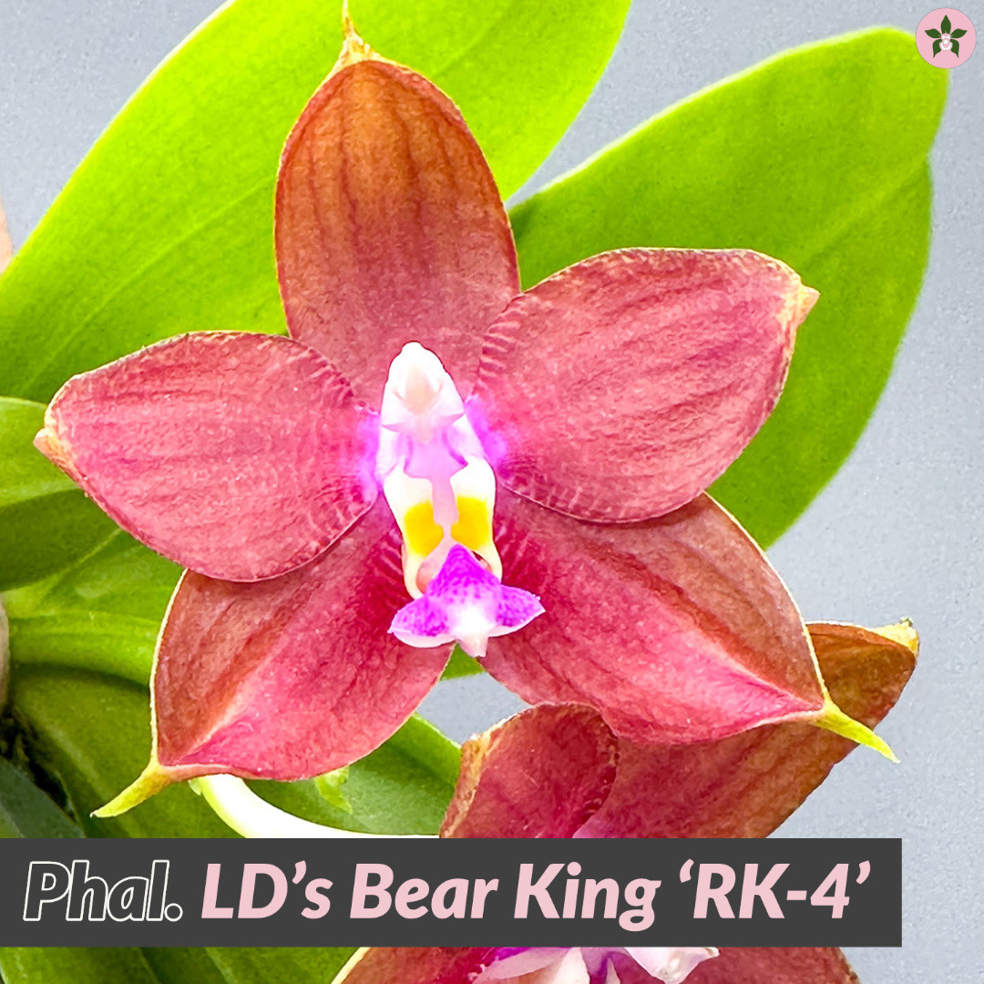 Roeorchids's tweet photo. Phal. LD's Bear King 'RK-4'
Limited edition 'RK-4', beautiful copper red fragrant waxy long lasting flower, and sequential spike! 
#orchids   #orchidslovers #orchidflower #orchidsofcanada #Plantsmakepeoplehappy #plantcollection #exoticplants  #rareorchids #tropicalplants https://t.co/DBUFMDxm4z