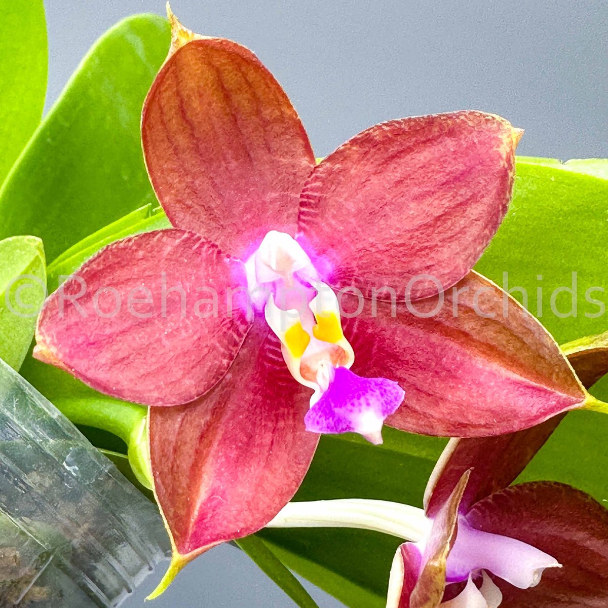 Roeorchids's tweet photo. Phal. LD's Bear King 'RK-4'
Limited edition 'RK-4', beautiful copper red fragrant waxy long lasting flower, and sequential spike! 
#orchids   #orchidslovers #orchidflower #orchidsofcanada #Plantsmakepeoplehappy #plantcollection #exoticplants  #rareorchids #tropicalplants https://t.co/DBUFMDxm4z