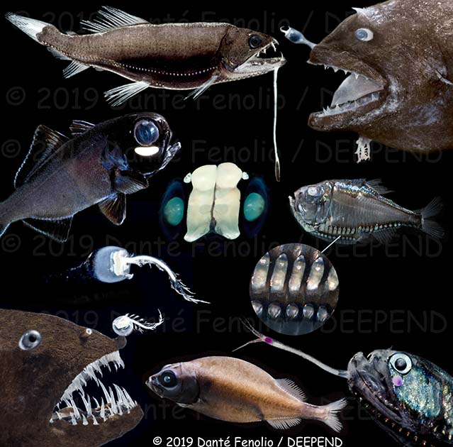 Structures associated with bioluminescence.....