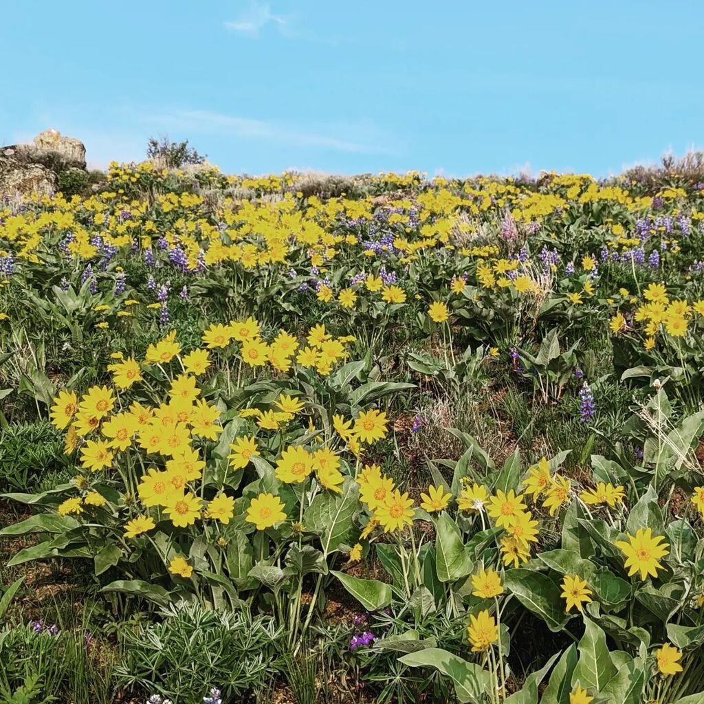 lemhimike's tweet photo. So many flowers. #idahome #wildflowers #springtimeintherockies https://t.co/rqKxxLkyGq https://t.co/ffcRNZCffc