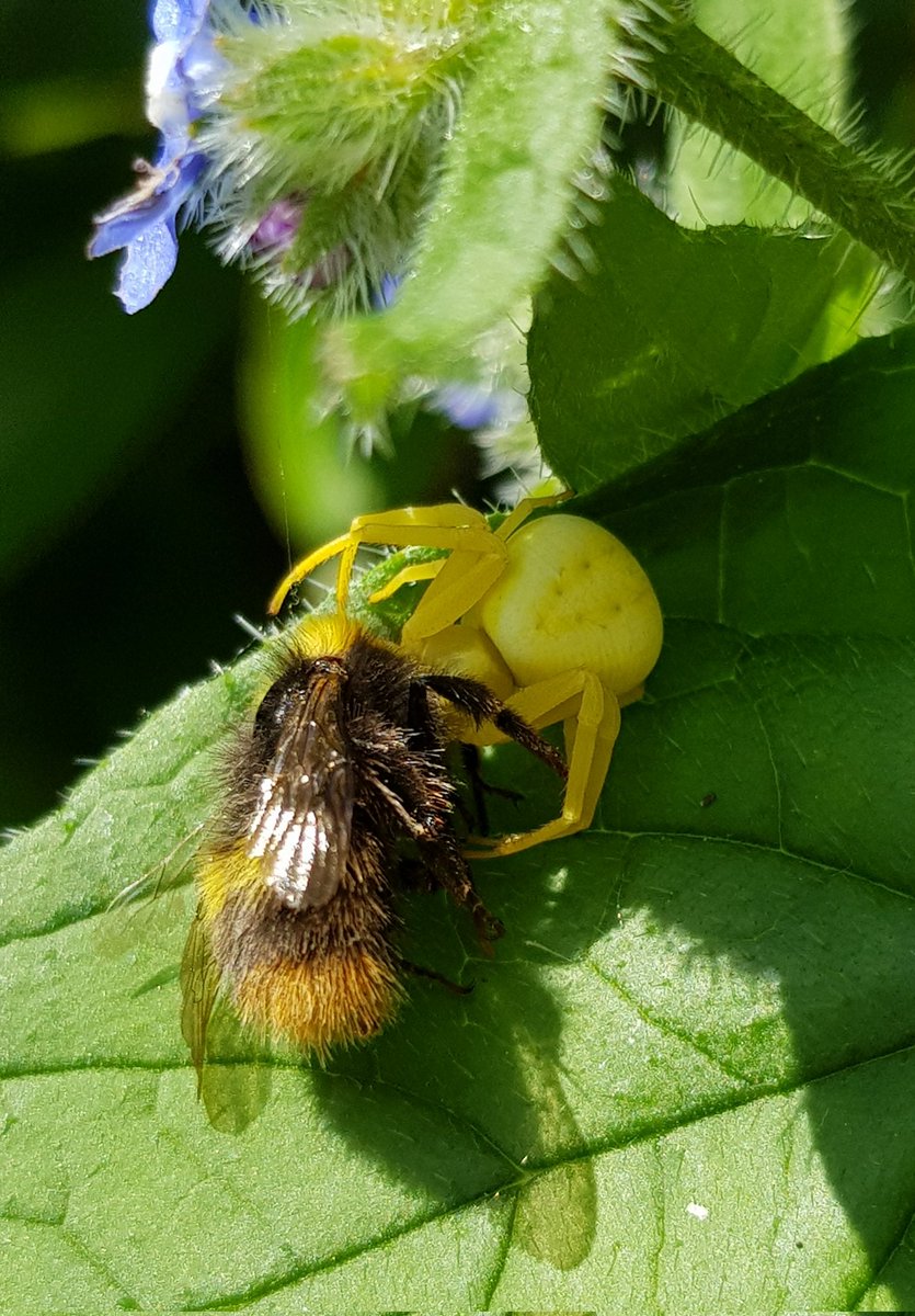 Baynes_Al's tweet photo. Maybe not the best photo to share on #WorldBeeDay, but crab spiders are cool and I love seeing them in the garden @BritishSpiders @BumblebeeTrust https://t.co/yxfgHQA71b