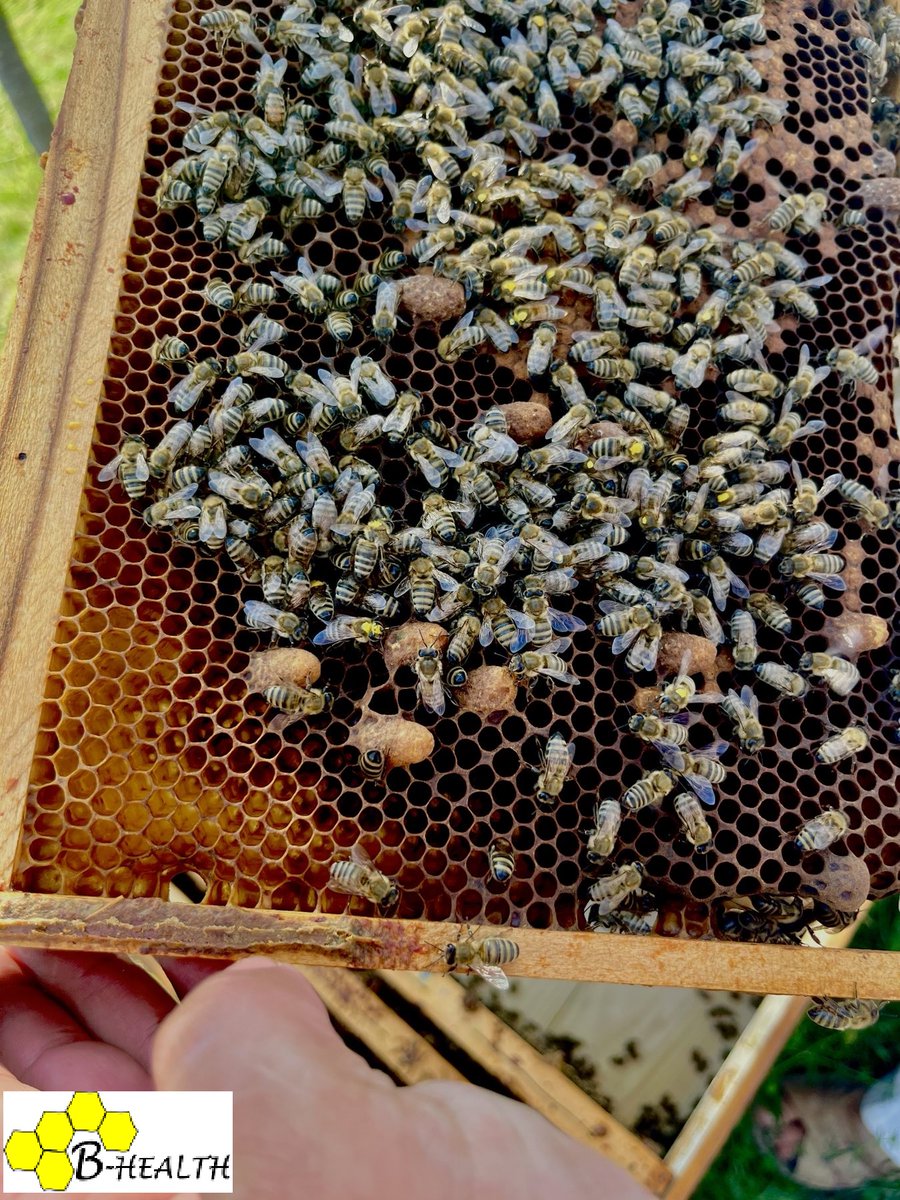 Happy #WorldBeeDay2023! #bhealth team is working hard for the welfare of bees!🐝 #fondzanauku #programIDEJE💡 #WorldBeeDay