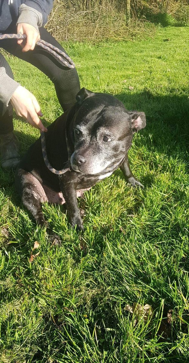 Animal Adoptions UK 🐕‍🦺🐈🐎❤️ tweet media