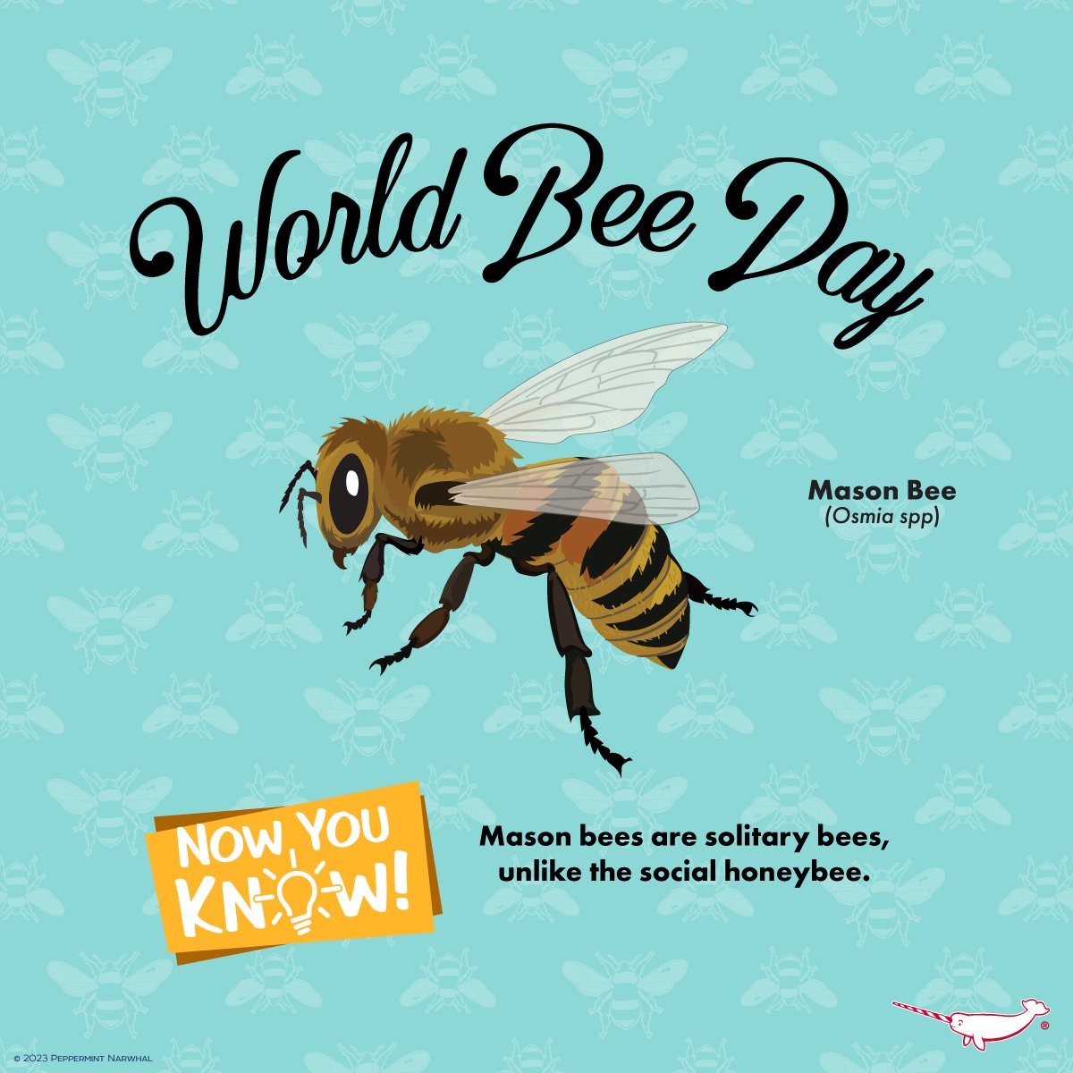 PepomintNarwhal's tweet photo. Happy #WorldBeeDay!
#NowYouKnow! - Mason bees (Osmia spp) are solitary bees, unlike the social honeybee.
#Bee Merch:
https://t.co/lkxAnYXvYK
#BeeDay #MasonBee https://t.co/Oksb2Nip1B
