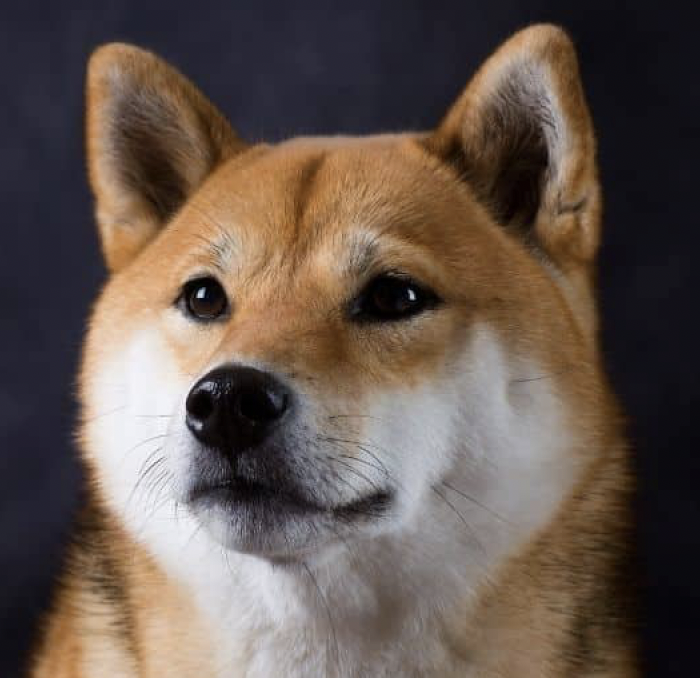 ShibaOneVerse's tweet photo. #Shiba #ShibaInu #Doge 

GM. one Shina or Shina One. they're friends, agree ? https://t.co/9QoKerPBqR