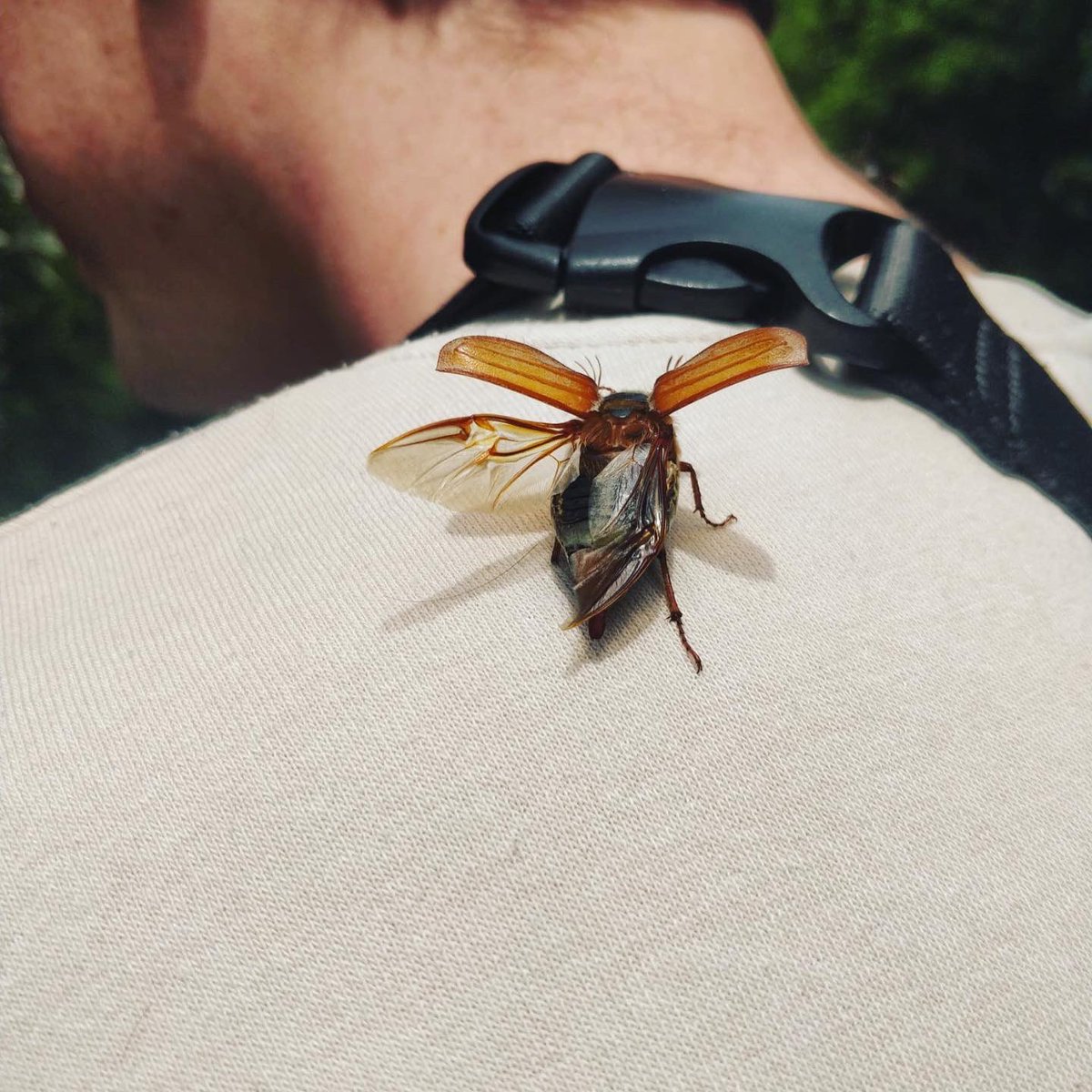 e_6_2_1's tweet photo. May bug spotted in Swords, Dublin~ happy biodiversity week https://t.co/hco4UwEVZY