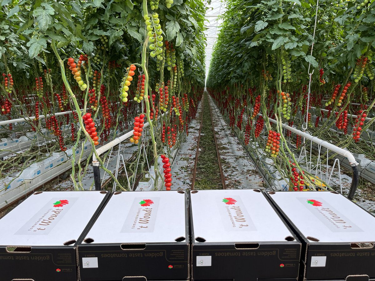 PaulvanKoppen's tweet photo. #Goldentaste #chica #tomaten 
Ff tuinen in het weekend https://t.co/BQDATrUg2Y