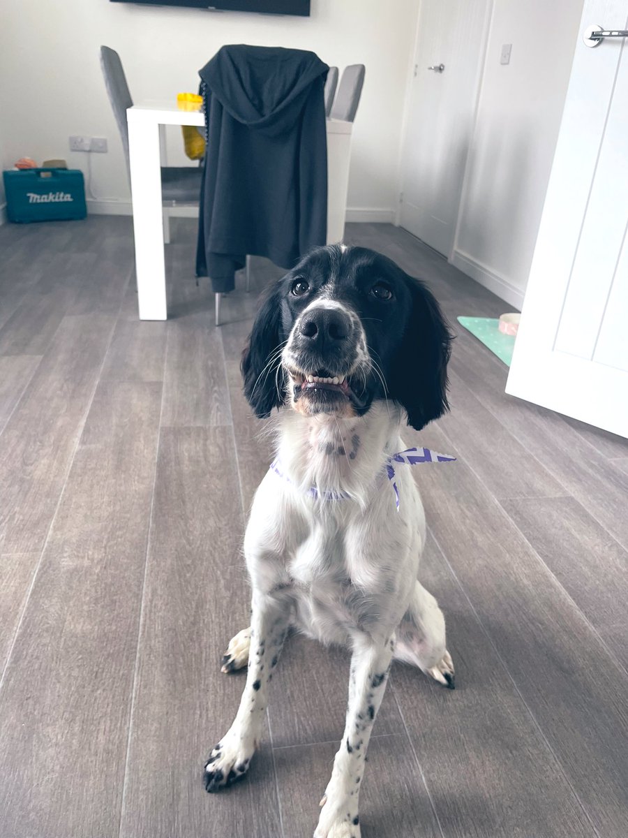 My best girl. Fresh groom today and was the best behaved girl 🥰