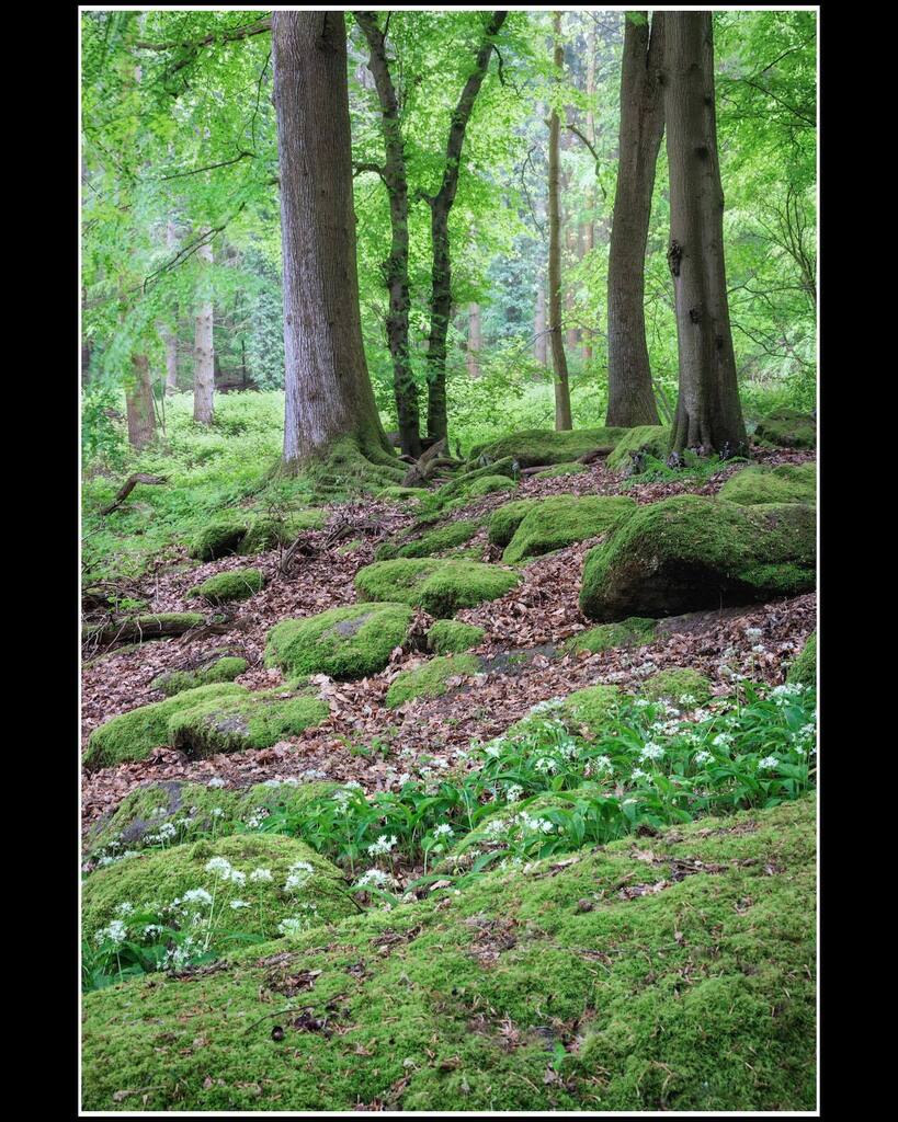 TimFPindar's tweet photo. Wild garlic yesterday, along the Wysis Way in the Forest Of Dean.
#timpindarphotography #canon #canonglobal 
#mycanon #nisiuk https://t.co/s1nQdzUsn0 https://t.co/m7tlSRVgRy