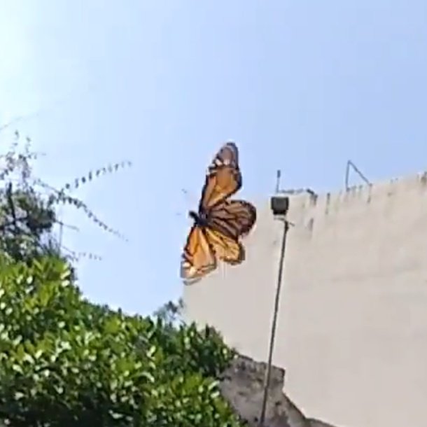 Is it remotely possible that I saw hundreds of #Monarch #butterflies in Tenerife (Canary Islands) in Sept 2018? I know that's quite far from where they should be, but... they reeeally looked like Monarchs. #Entomologist #Animals #Science